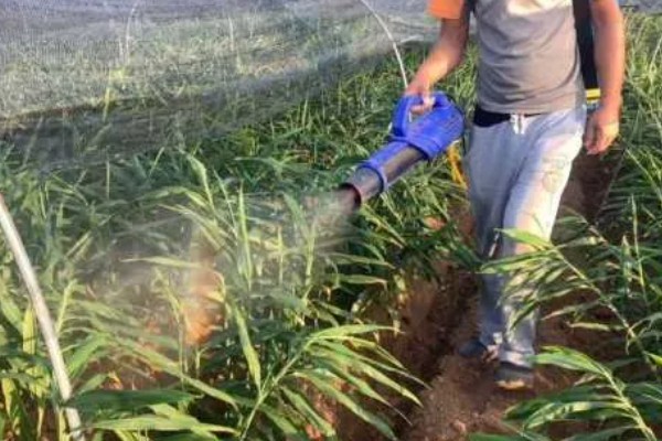 大姜怎么施肥，第一次追肥可亩施尿素20千克左右