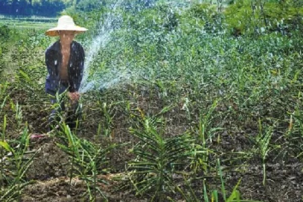 大姜怎么施肥，第一次追肥可亩施尿素20千克左右