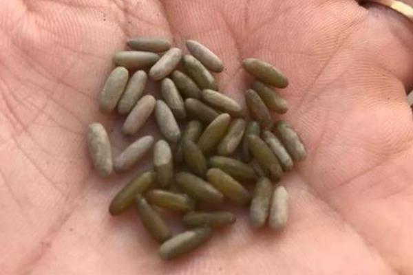 蝈蝈的寿命，寿命均为80-90天