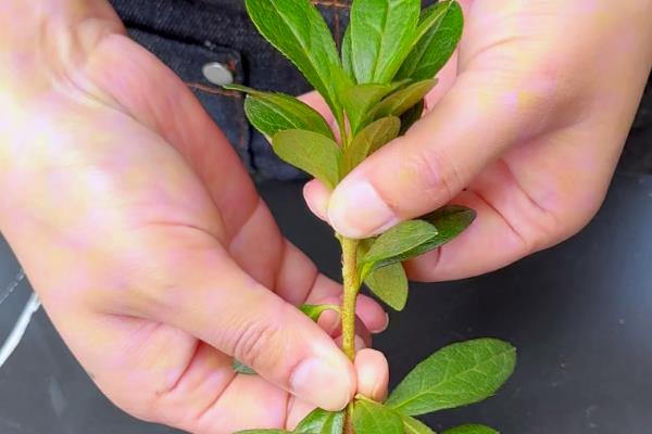 怎么养殖杜鹃花枝，选择生长健壮的杜鹃枝条养殖