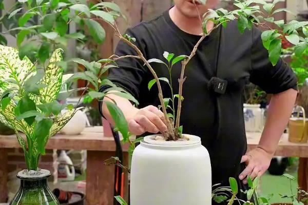 怎么养殖杜鹃花枝，选择生长健壮的杜鹃枝条养殖