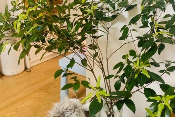 怎么养殖杜鹃花枝，选择生长健壮的杜鹃枝条养殖