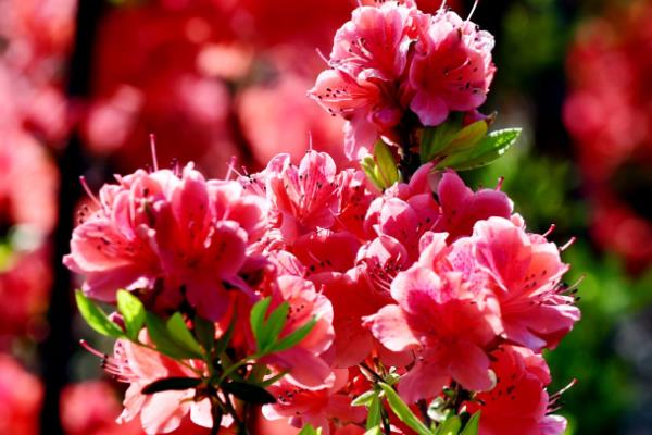 怎么养殖杜鹃花枝，选择生长健壮的杜鹃枝条养殖