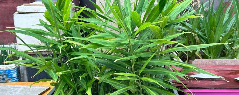 姜花的养殖方法，喜欢在高温半阴的环境下生长
