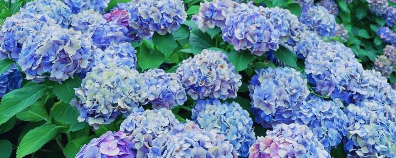 紫阳花是不是绣球花，紫阳花也叫紫绣球