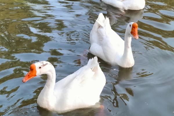 鹅会不会飞，翅膀具有飞翔能力