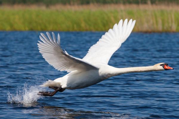 鹅会不会飞，翅膀具有飞翔能力