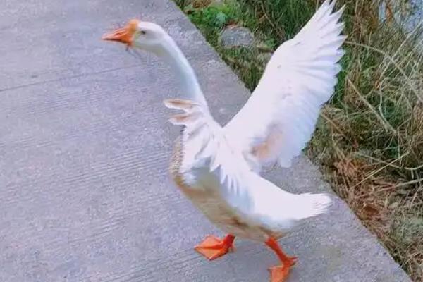 鹅会不会飞，翅膀具有飞翔能力