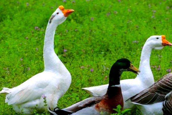 鹅会不会飞，翅膀具有飞翔能力