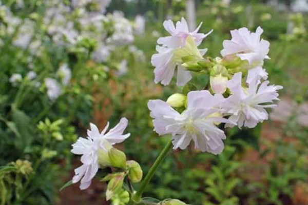 石碱草的简介，属于石竹科、肥皂草属植物