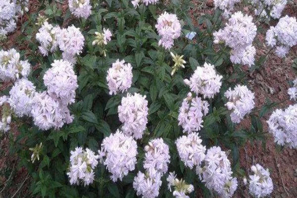 石碱草的简介，属于石竹科、肥皂草属植物