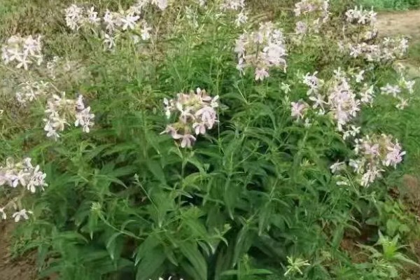 石碱草的简介，属于石竹科、肥皂草属植物