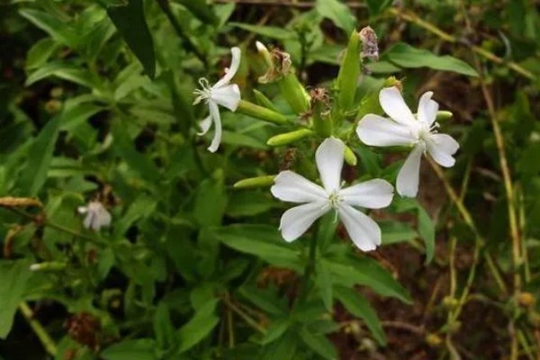 石碱草的简介，属于石竹科、肥皂草属植物