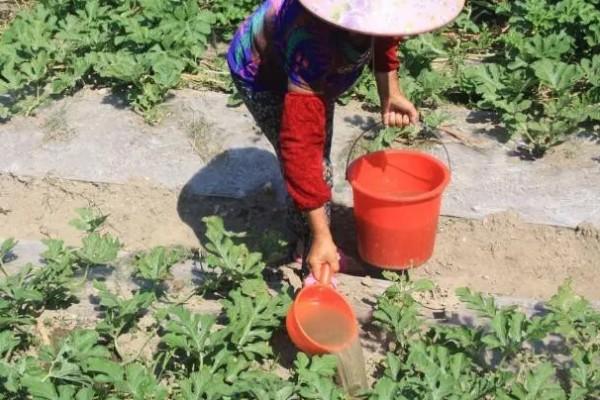 西瓜只长藤不结果怎么处理，需及时修剪掉多余的侧蔓和子蔓