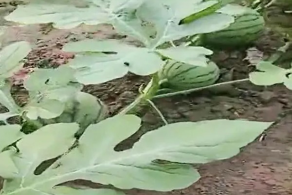西瓜只长藤不结果怎么处理，需及时修剪掉多余的侧蔓和子蔓