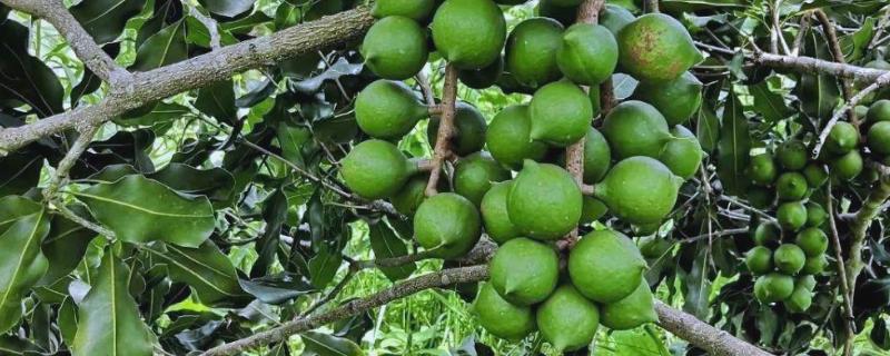 澳洲坚果的种植技术，选择根系带有旧土且长势良好的株苗