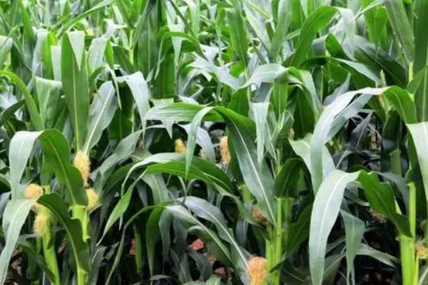 KC668玉米种子简介,苗期防治蚜虫及灰飞虱危害