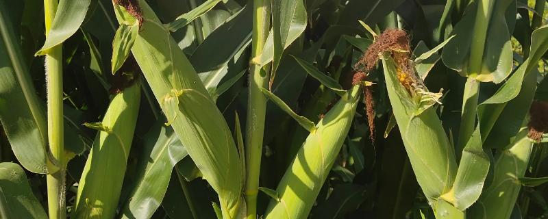 KC668玉米种子简介，苗期防治蚜虫及灰飞虱危害