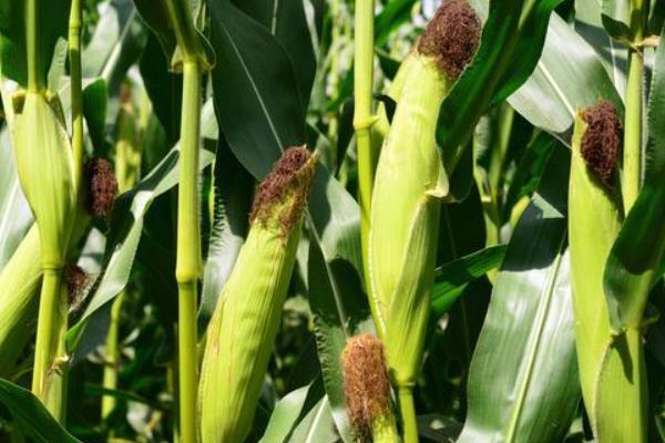 YF728玉米种子特点,适宜播期4月下旬至5月上旬