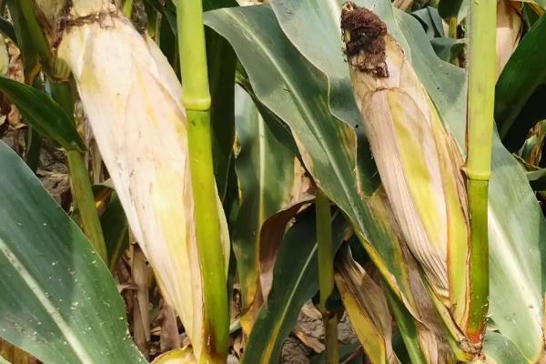 YF728玉米种子特点,适宜播期4月下旬至5月上旬