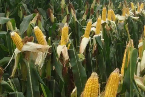 A6006玉米品种的特性，中抗丝黑穗病