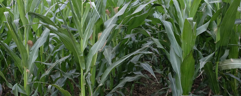 伟科359玉米种子介绍，适宜播期为6月15日左右