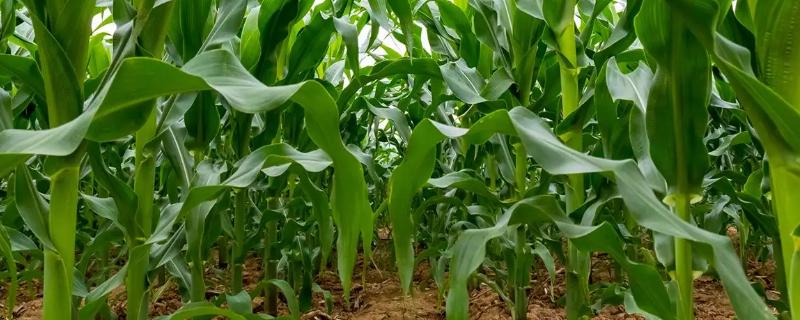 津爆2号玉米种子特征特性，亩适宜密度4000株左右