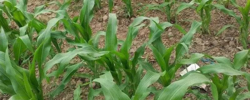 YF728玉米种子特点，适宜播期4月下旬至5月上旬