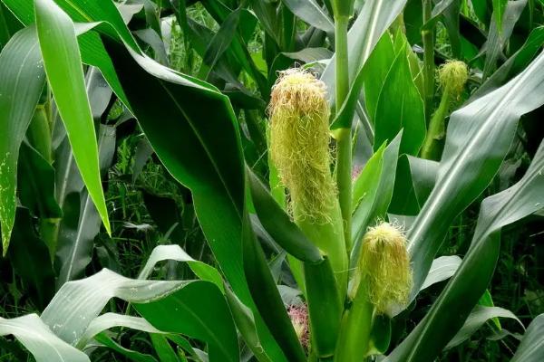 津爆2号玉米种子特征特性，亩适宜密度4000株左右