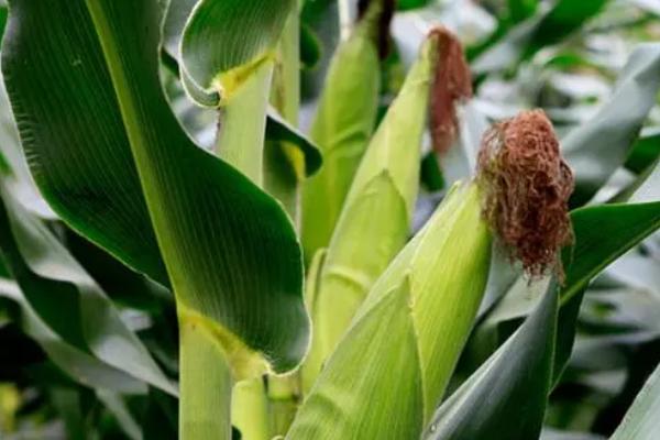 YF728玉米种子特点,适宜播期4月下旬至5月上旬