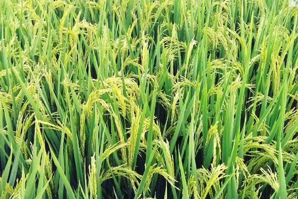 锦锋优钰占水稻种子简介，秧田亩播种量10.0千克