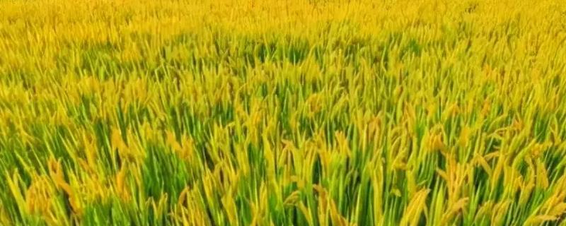 野香优818水稻种子特点，秧田播种量每亩10千克