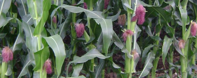 遵试2302（区试名称：红遵玉1号）玉米种子介绍，播种前要犁耙好地