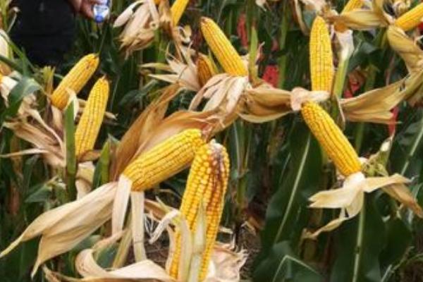 遵试2302（区试名称：红遵玉1号）玉米种子介绍，播种前要犁耙好地