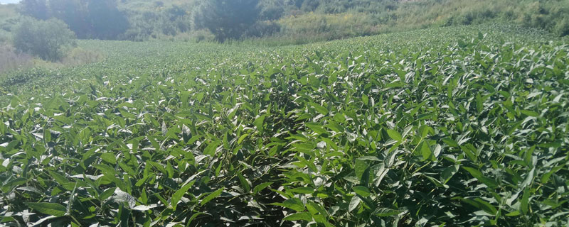 沧黑豆5号大豆种子特征特性，夏播大豆特用型品种