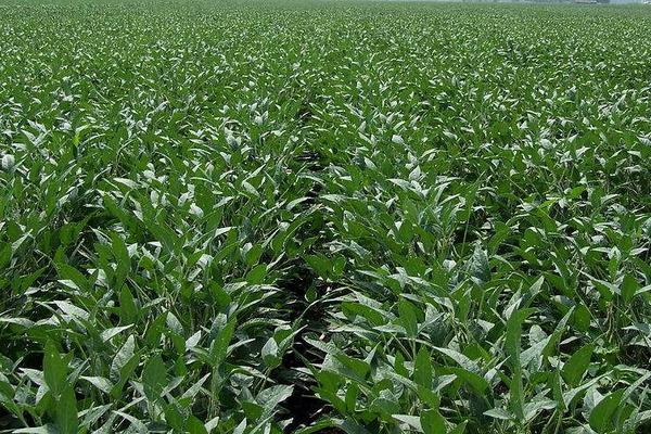 冈春豆2号大豆品种的特性,根据肥力一般亩保苗66万株