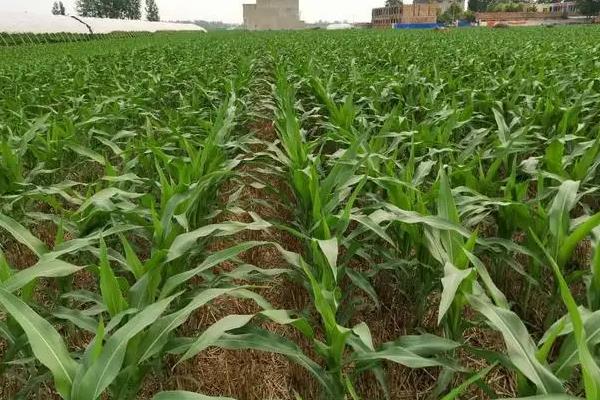 吉东812玉米种子特征特性，中抗灰斑病
