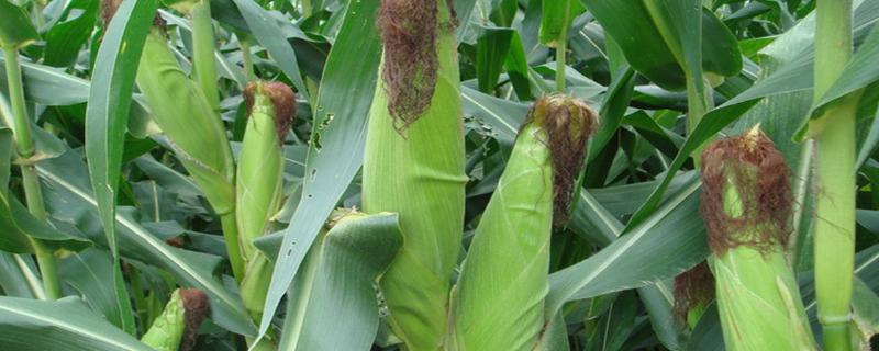 吉东812玉米种子特征特性，中抗灰斑病