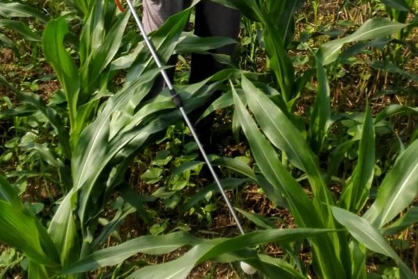 JD9625玉米品种简介，中抗大斑病