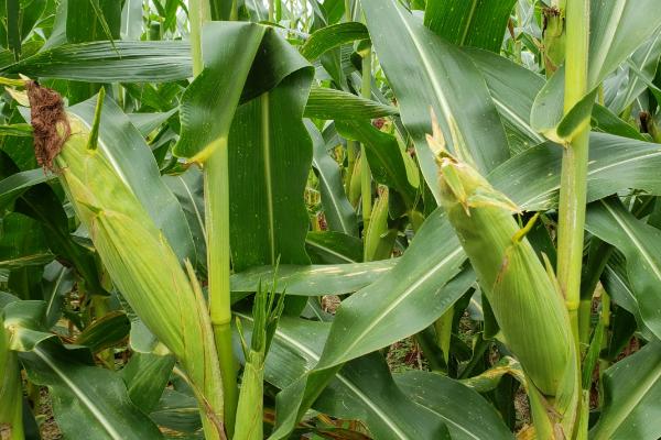 京农科985玉米品种的特性，适宜密度为5000株/亩左右