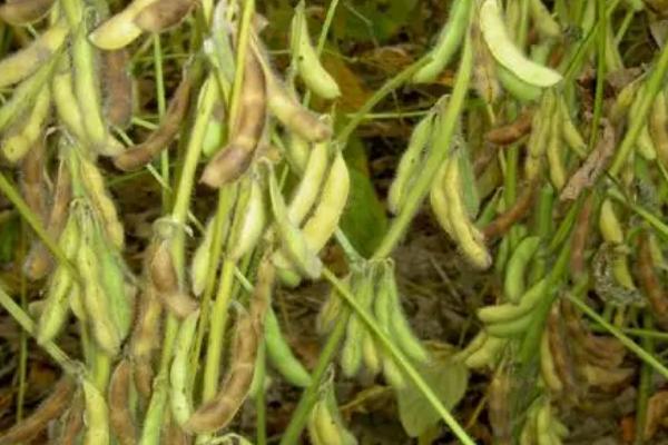 冈春豆2号大豆品种的特性,根据肥力一般亩保苗66万株