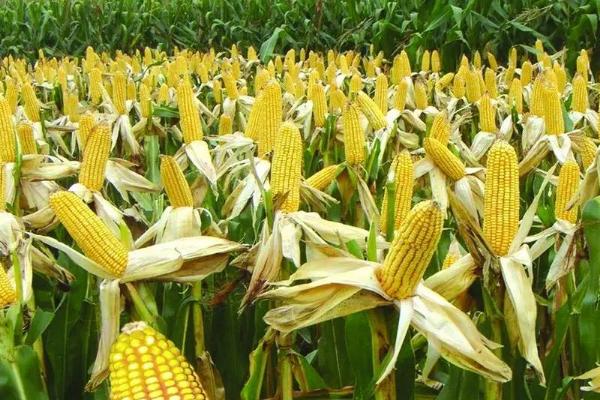 QS8688玉米品种的特性,中等肥力以上地块栽培
