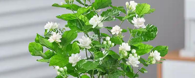 茉莉花为什么不长叶子，低温、修剪不当等因素都会造成