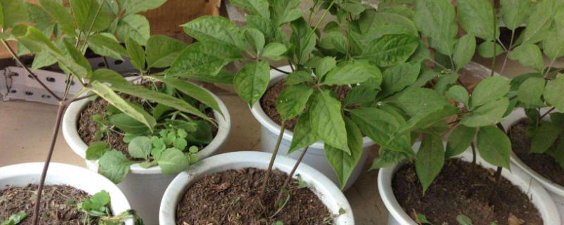 人参的种植方法，每天提供4小时左右的光照