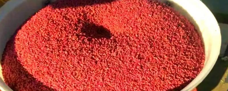 小麦不拌种直接播种可以吗，直接播种是可以的