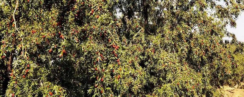 沙枣树种子如何种植，播种前对种子进行催芽处理