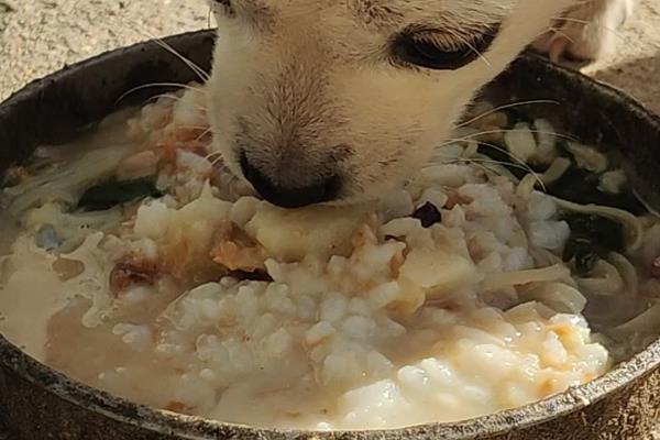 狗狗口腔炎怎么治疗，要保持清淡的饮食