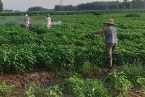 硼肥如何使用效果好，应多次喷施为好