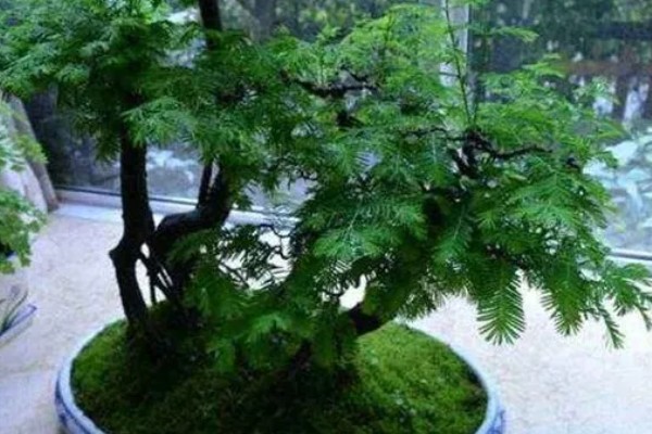 水杉盆景如何浇水，生长期每隔一个星期浇水一次