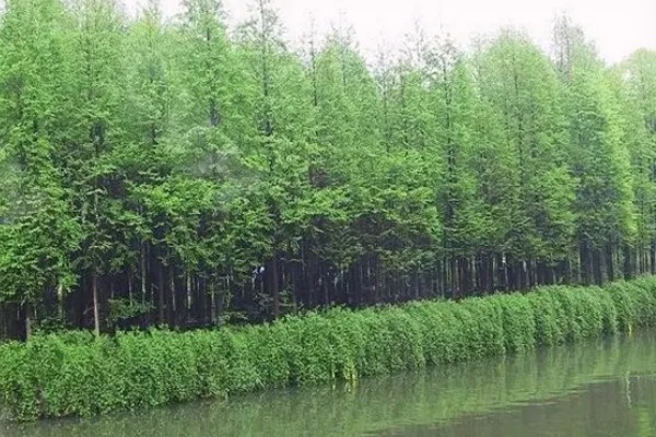 水杉盆景如何浇水，生长期每隔一个星期浇水一次
